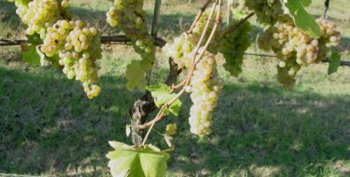 Vendemmia 2006