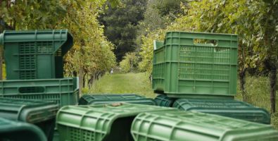 Vendemmia 2014