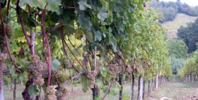 Vendemmia 2005