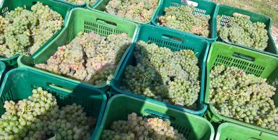 Vendemmia 2016