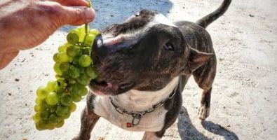 Vendemmia 2020