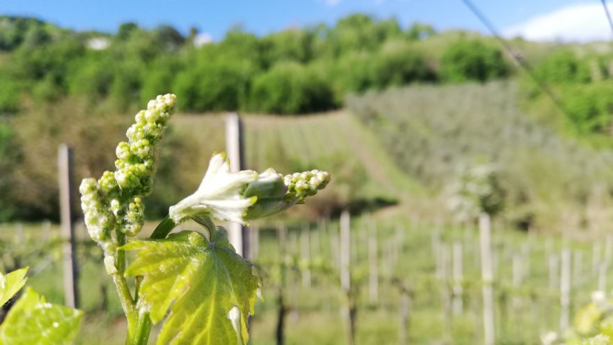 Verdicchio