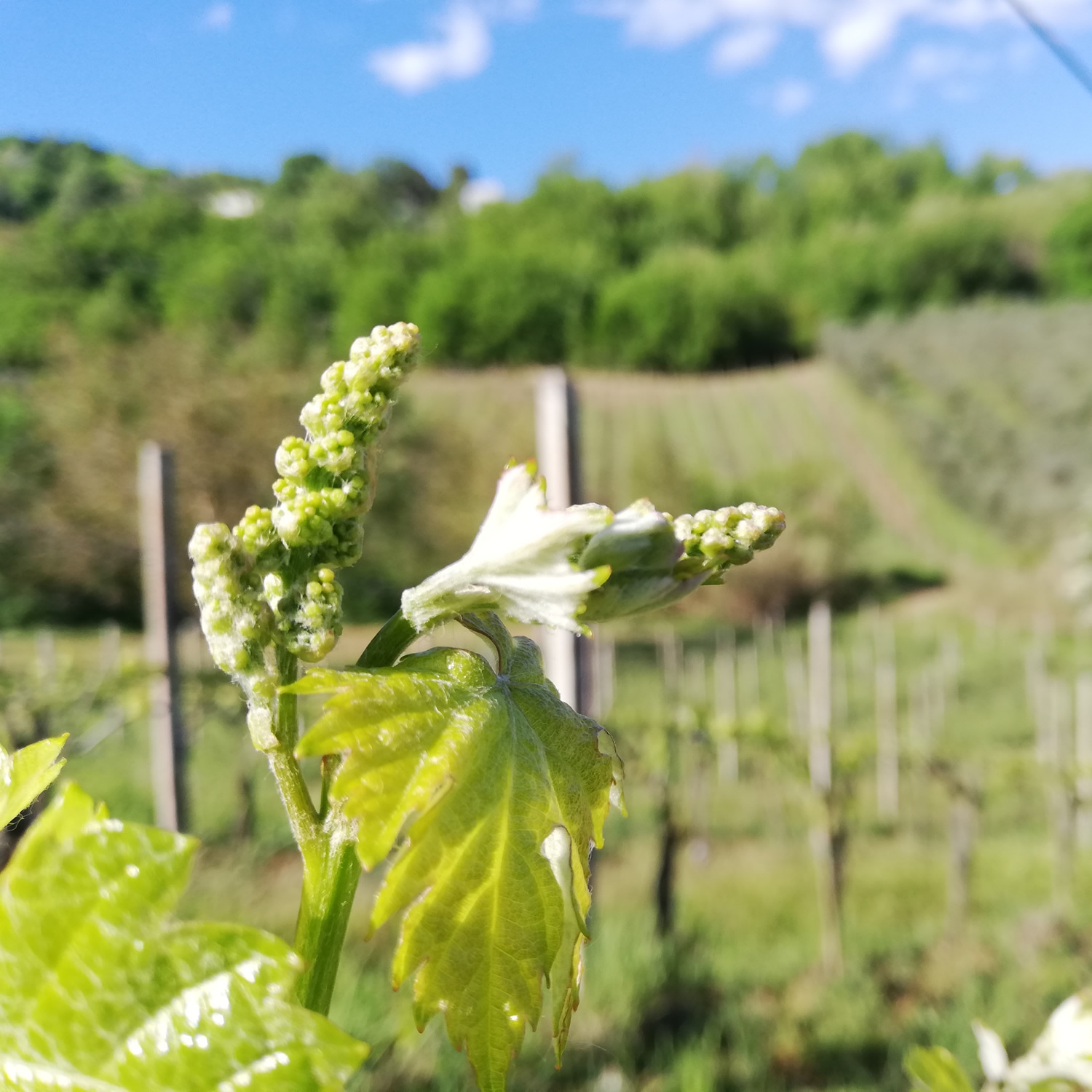 il-verdicchio