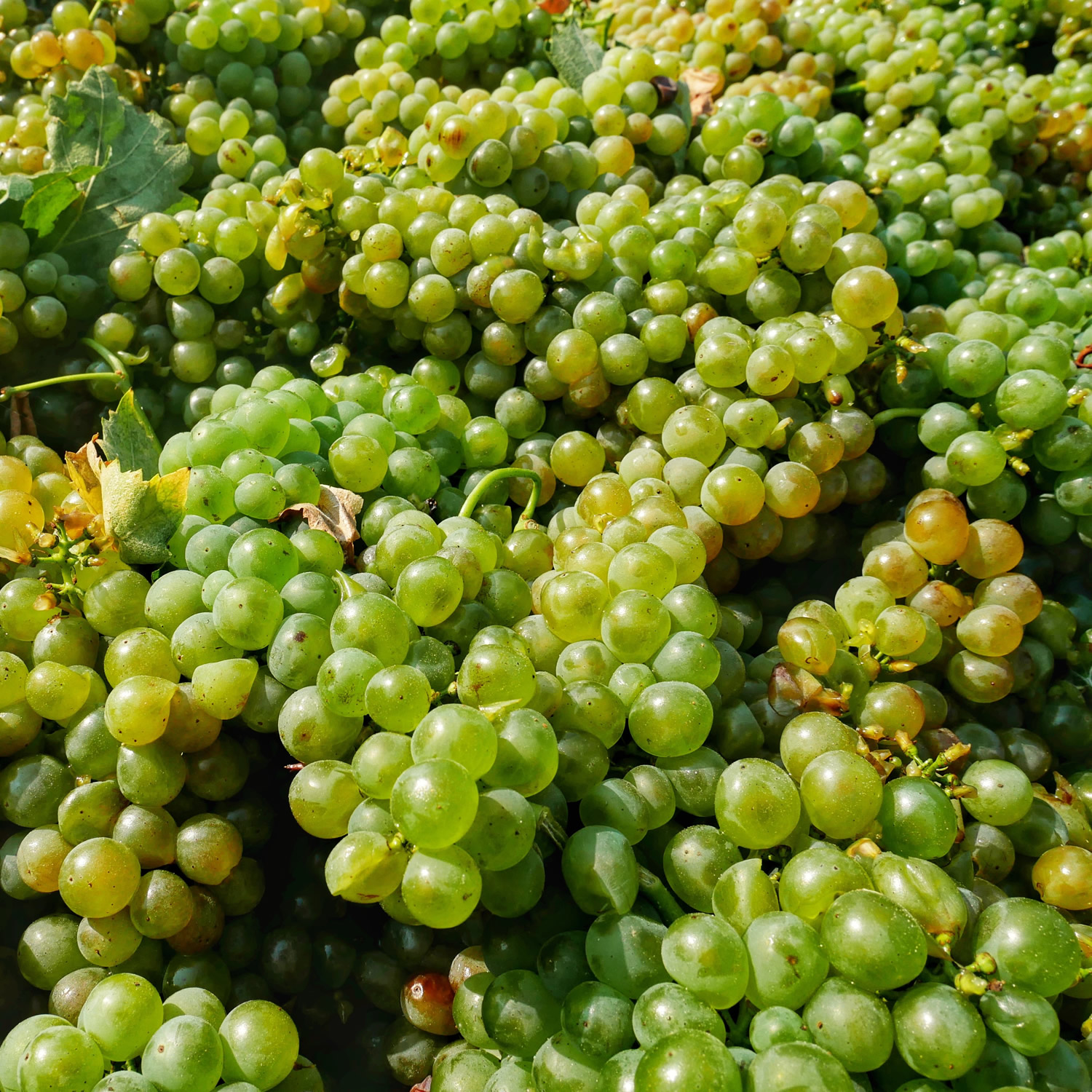 uva-di-verdicchio