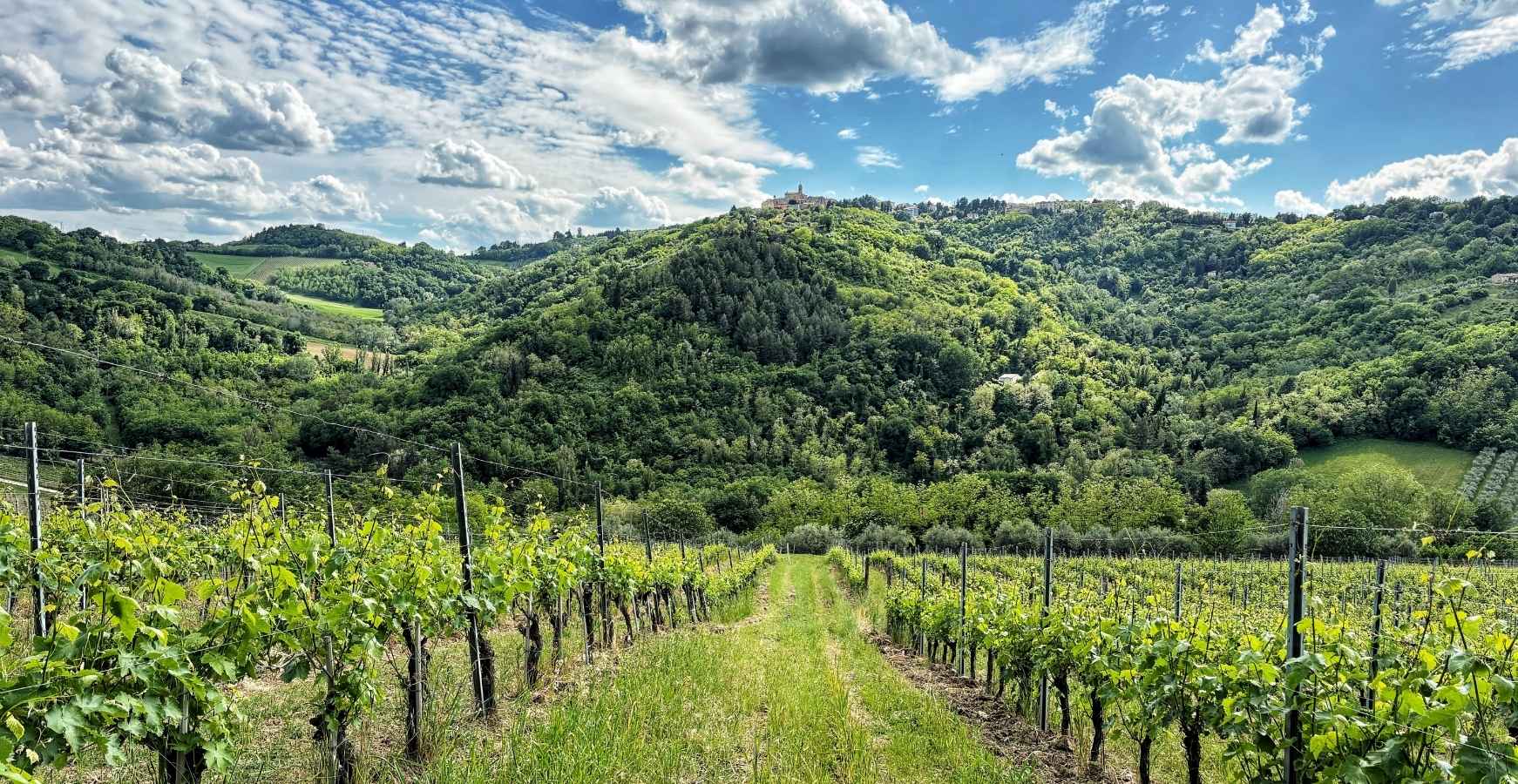 vigneto-montecarotto